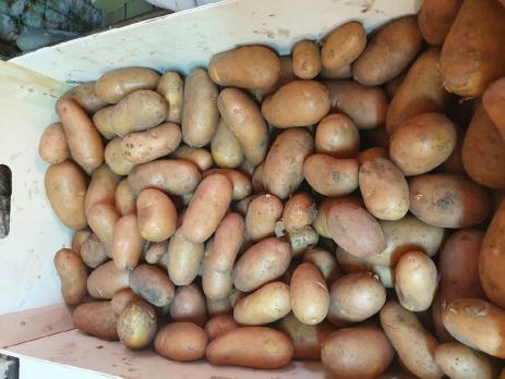 Pommes de terre nouvelles (Jeannette)